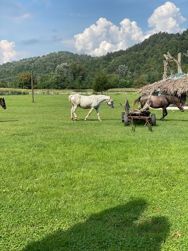 A vertical shot of Horses grazing in a green field on a sunny day