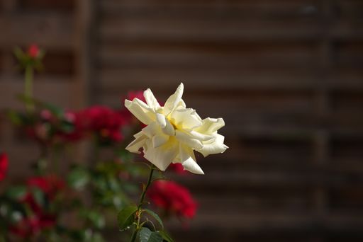 A selective focus shot of white garden rose