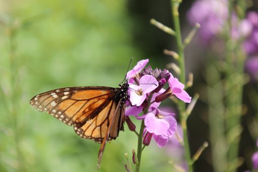 A closeup shot of a monarch butterfly on a purple flower