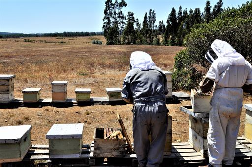 Beekeepers hardly working on getting honeycomb out in order to harvest honey