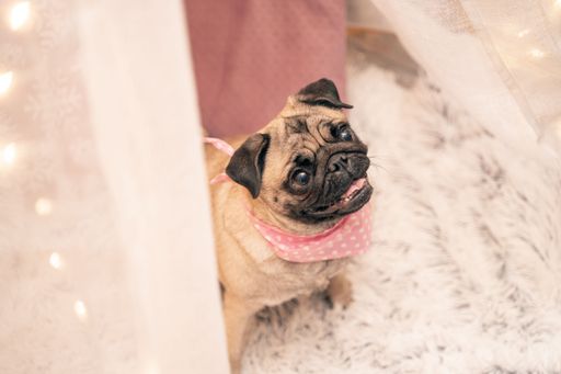 A cute Pug dog posing surrounded by Christmas ornaments in red and white