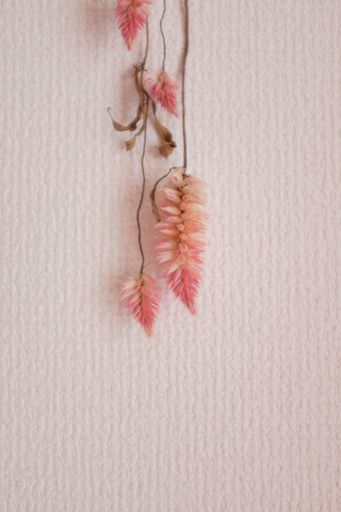 A vertical shot of cute pink flowers on a pink wall background