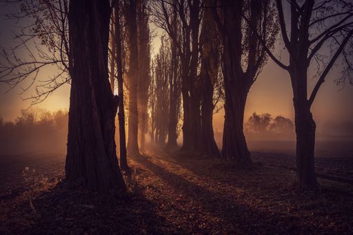 alley with trees in the morning in austria