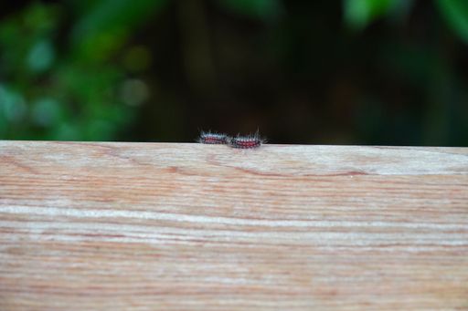 A close up of two red and black caterpillar