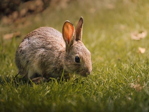 A closeup shot of an adorable small rabbit on a green field