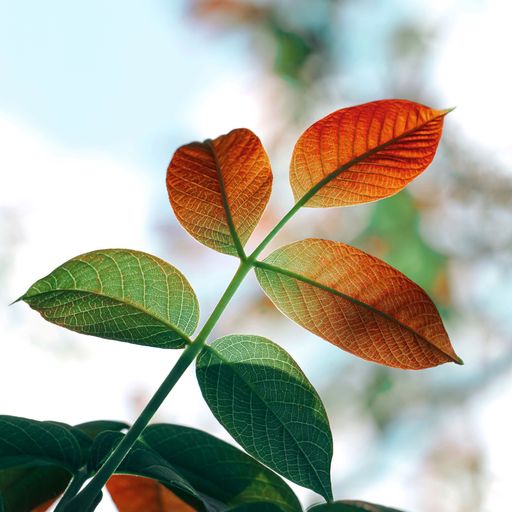 A close-up view of the orange-shaded green English walnut tree leaves before the blue sky