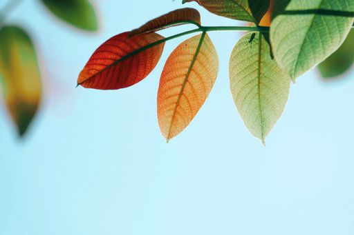 A close-up view of the orange-shaded green leaves of a tree before the blue sky
