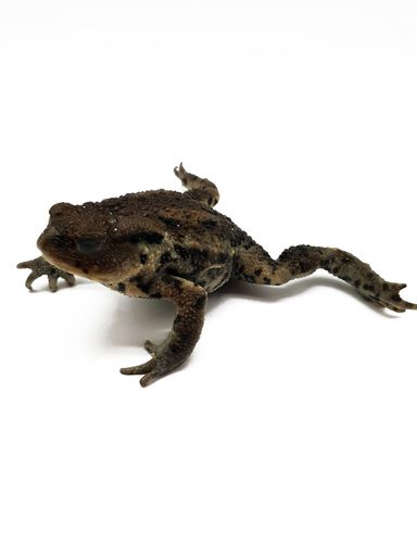 A vertical shot of a frog isolated on a white background