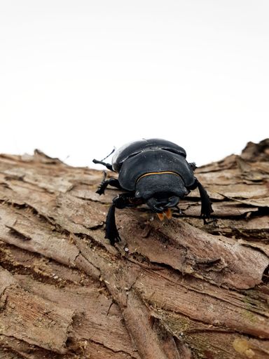 A vertical shot of a deer beetle on tree bark on white background