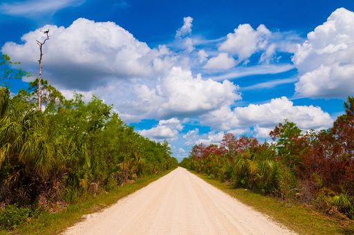 A pathway surrounded by green scenery in Everglades national park, Miami, Florida
