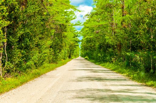 A pathway surrounded by green scenery in Everglades national park, Miami, Florida