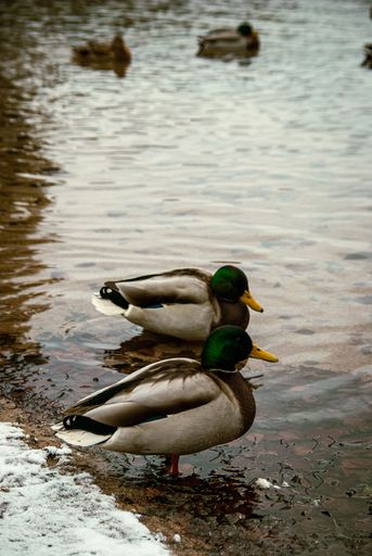 A vertical shot of a pair of  Mallard ducks (Anas platyrhynchos) standing on the shore