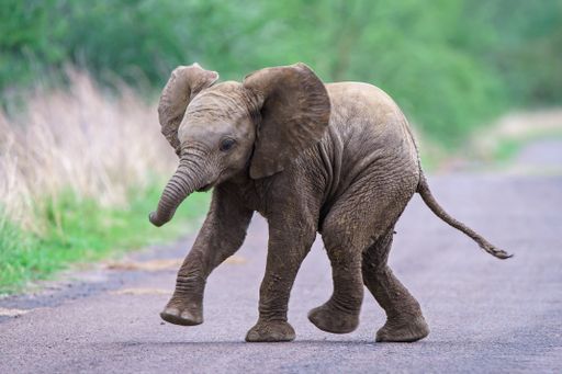 A cute baby elephant running along the road with a blurred background