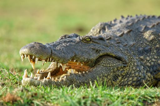 A closeup shot of a crocodile with an open mouth on a blurry background