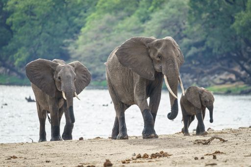 A family of African elephants walking near the river with a forest in the background