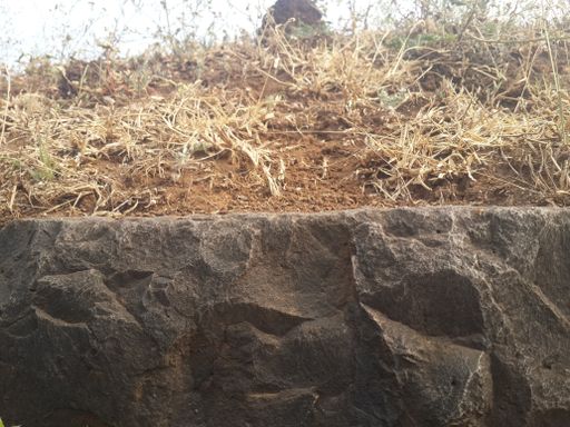 A closeup of dry golden grass and soil