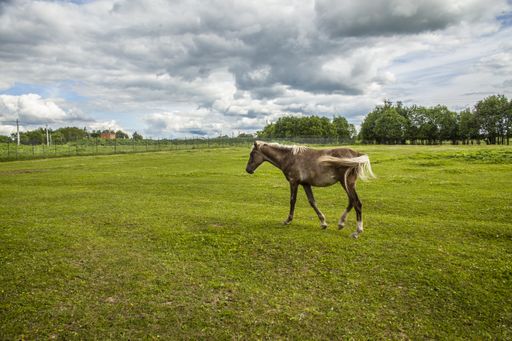 A single horse in a green grassy field in a farm surrounded by trees under the cloudy sky