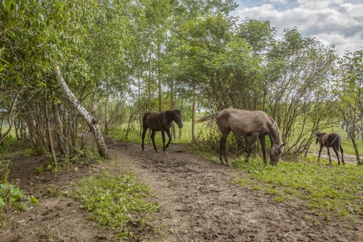 A group of horses in the forest at the pasture in Mozhaisk city, Russia under the cloudy sky