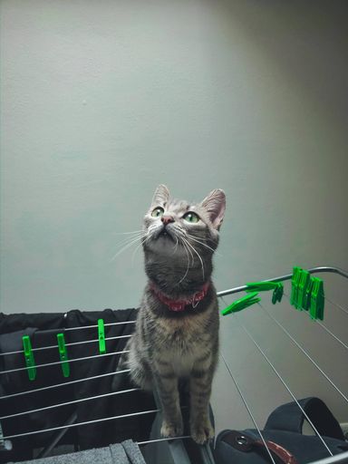 A closeup shot of a grey cat on the clothes drying stand