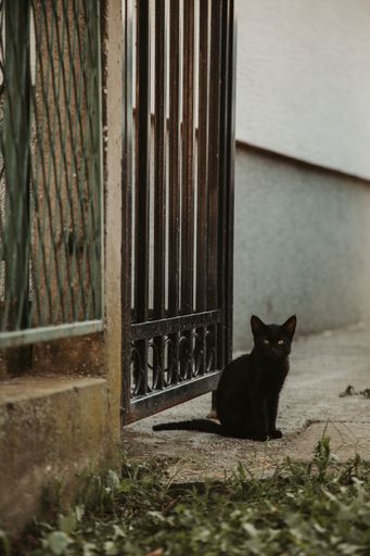 A vertical shot of a black cat sitting on the sidewalk