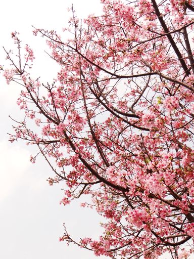 A vertical closeup shot of cherry blossom