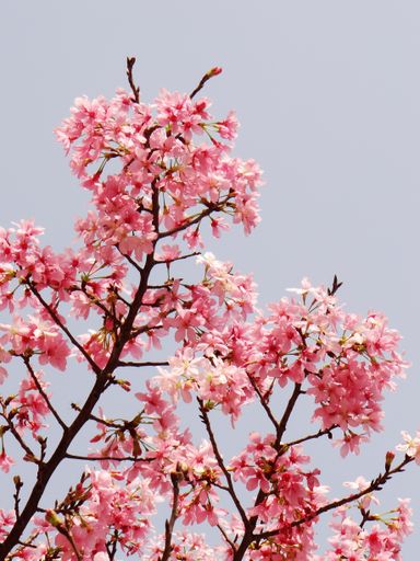 A vertical low angle shot of cherry blossom