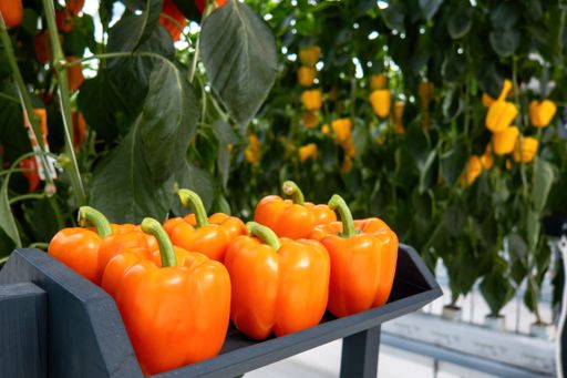 A fresh sweet orange bell peppers, colorful paprika chili.