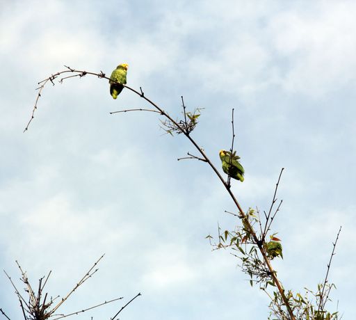 A low angle shot of beautiful parrots on a tree branch against a blue cloudy sky