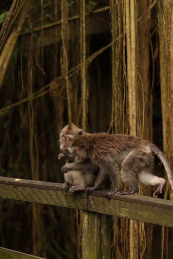 A vertical shot of an adorable macaques on a wooden surface in an evergreen forest