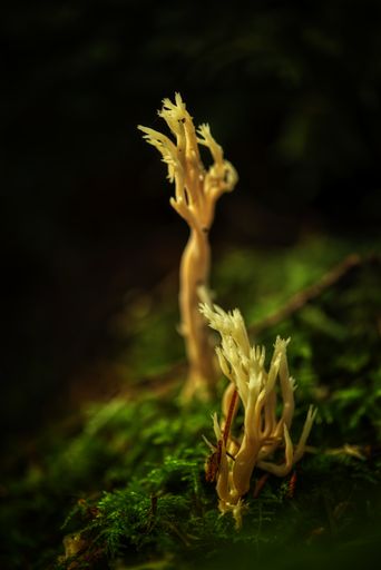 macro shot taken of young mushrooms growing among moss in a pacific northwest forest pathway looking like fairy sprites in Vancouver BC