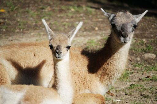 A cute brown lama looking at the camera