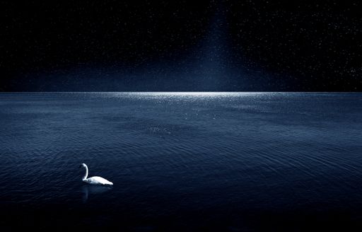 A white swan swimming in water with the night sky reflecting on it and stars shining brightly