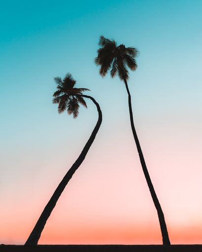 A vertical shot of palm trees against the blue sky