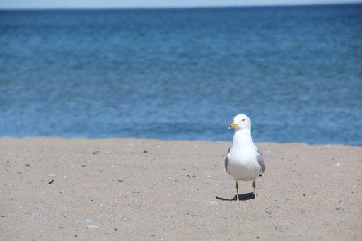 A close-up shot of a white seagull standing on sand with blue water in background