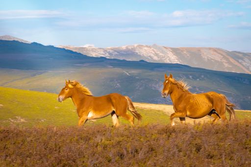 A beautiful shot of brown horses in the field