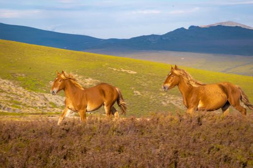 A beautiful shot of brown horses in the field