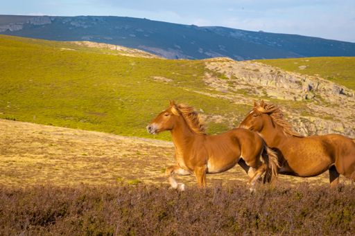 A beautiful shot of brown horses in the field