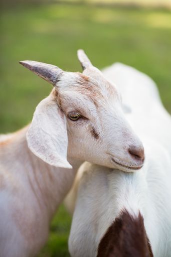 A vertical shot of a cute white goat leaning on another goat