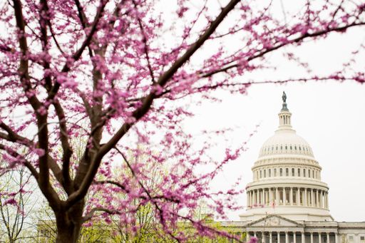 A tree with beautiful pink cherry blossom flowers with the United States Capitol in the background