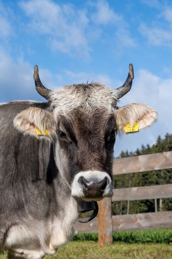 A vertical closeup shot of a cow on a farm staring at the camera