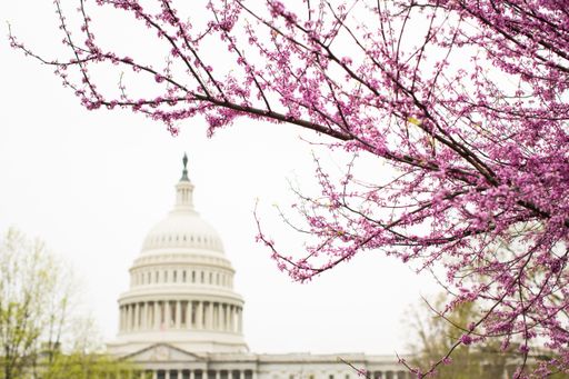 A tree with beautiful pink cherry blossom flowers with the United States Capitol in the background