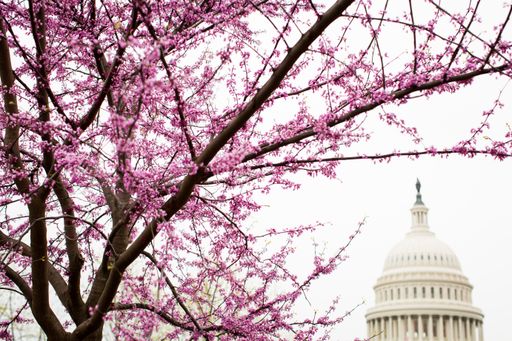 A tree with beautiful pink cherry blossom flowers with the United States Capitol in the background
