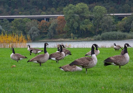 A group of  canada geese (branta canadensis) on a grassland beside the river Rhine, Germany