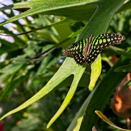 A closeup of the Tailed jay butterfly (Graphium agamemnon) on the  green leaf in the daytime