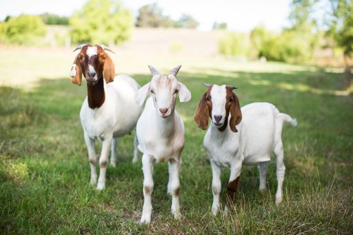 A group of cute baby goats in a grassy field at the time of pasture