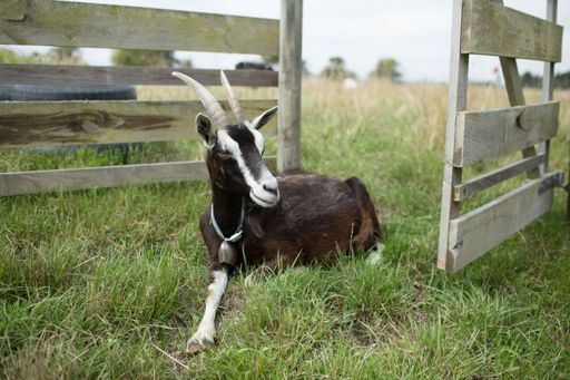 A black goat sitting and relaxing on the grass in front of an open wooden gate