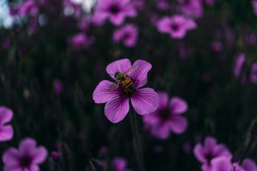 A closeup view of a purple flower with a bee on it in a meadow with a blurry background