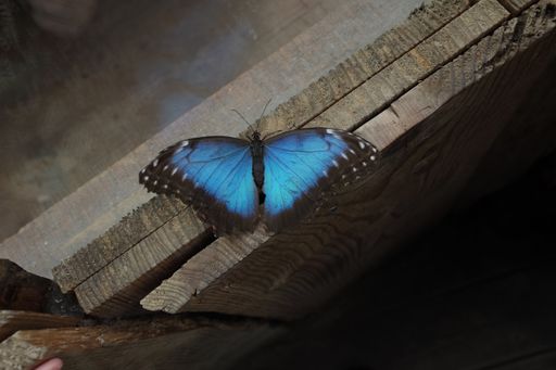 A beautiful shot of an admirals butterfly