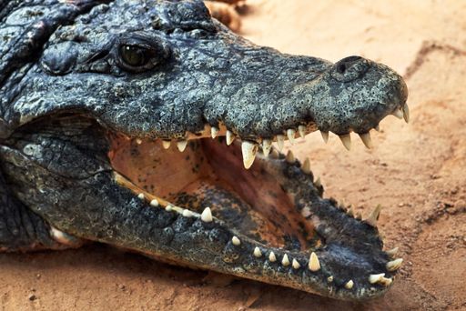 A fearful Nile crocodile with open mouth showing teeth in a zoo