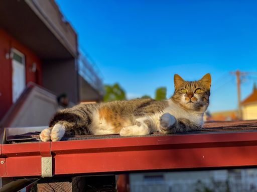 An adorable Domestic short-haired cat sunbathing on red metal surface by the house